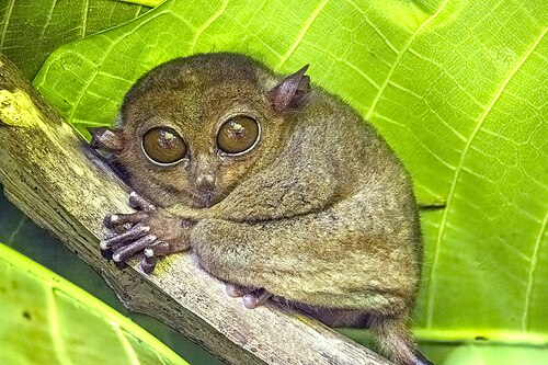 Philippine tarsier